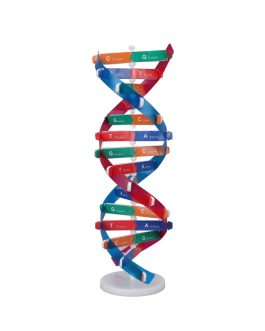 Human DNA Model