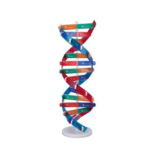 Human DNA Model